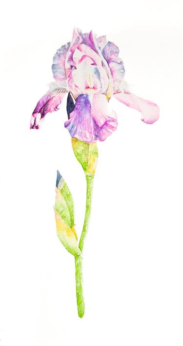 Print of Realism Floral Paintings by Jack Ball