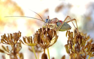 Original Animal Photography by ERWIN STEINBACH