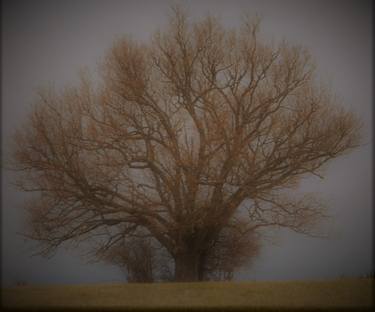 Oak in winter - Limited Edition of 25 thumb