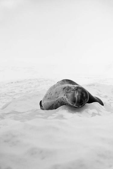 Imagine Antarctica: Joyeux thumb