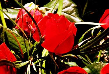 Storey: Rosebud thumb
