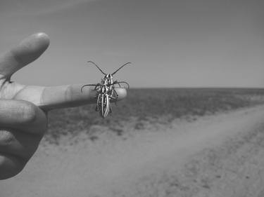 Print of Documentary Animal Photography by Diana Baiss