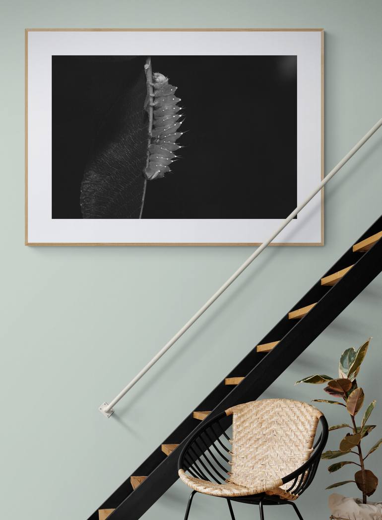 Original Documentary Animal Photography by Diana Baiss