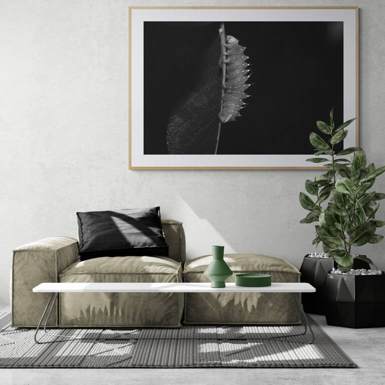 Original Documentary Animal Photography by Diana Baiss