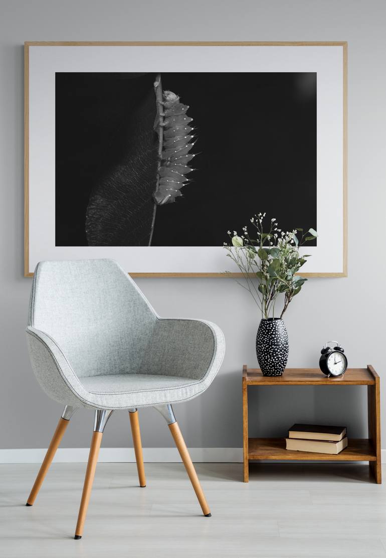 Original Documentary Animal Photography by Diana Baiss