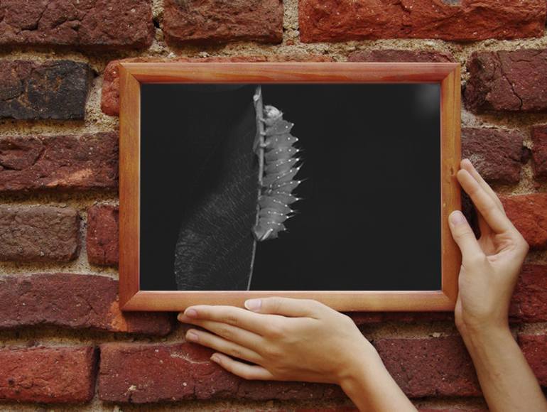 Original Documentary Animal Photography by Diana Baiss