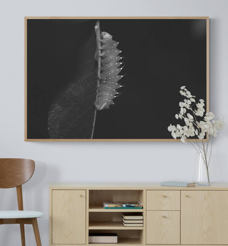 Original Documentary Animal Photography by Diana Baiss