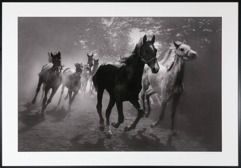 Original Contemporary Horse Photography by Krzysztof Strzoda