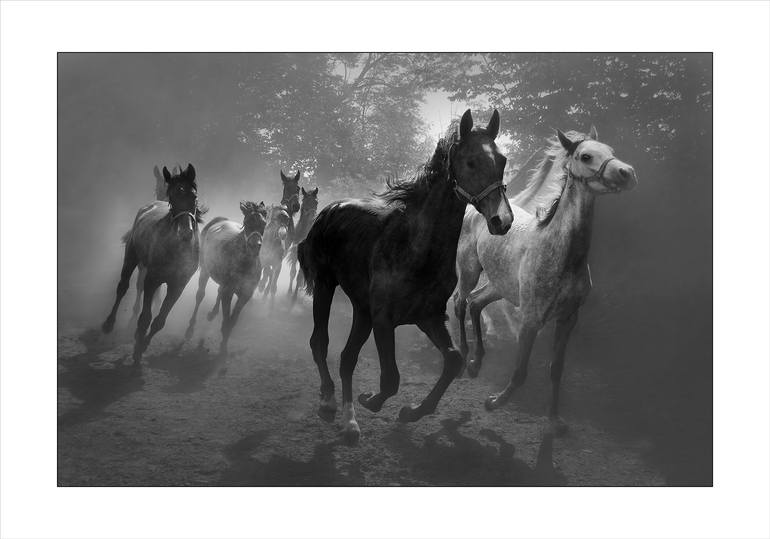 Original Contemporary Horse Photography by Krzysztof Strzoda