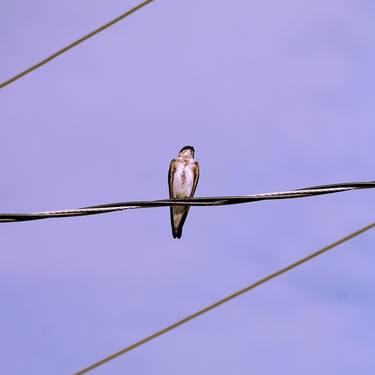 Print of Fine Art Animal Photography by Sergio Cerezer