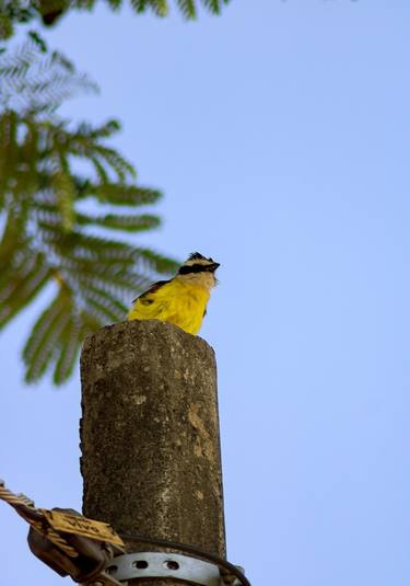 Print of Fine Art Animal Photography by Sergio Cerezer