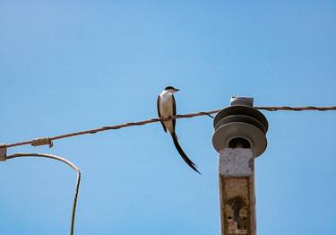 Print of Animal Photography by Sergio Cerezer