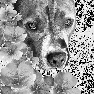 Original Fine Art Animal Photography by Sergio  Cerezer