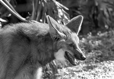 Original Fine Art Animal Photography by Sergio  Cerezer