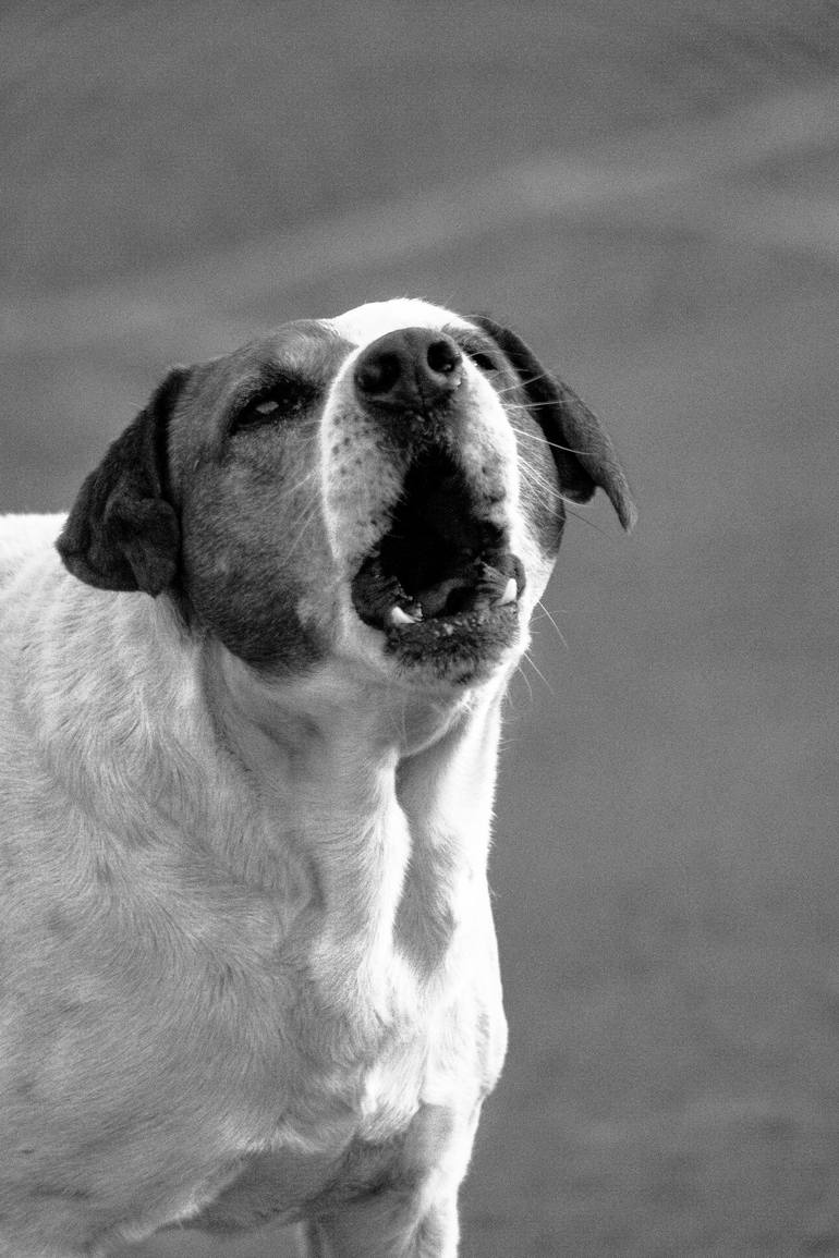 Print of Fine Art Animal Photography by Sergio  Cerezer