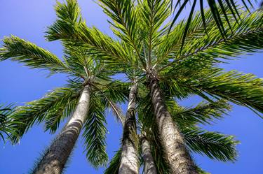 Print of Fine Art Tree Photography by Sergio Cerezer