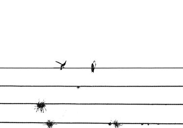 Original Abstract Expressionism Animal Photography by Sergio  Cerezer