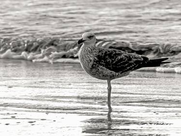 Print of Beach Photography by Sergio Cerezer