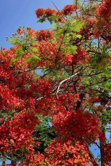 Print of Tree Photography by Sergio Cerezer