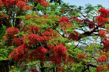 Print of Tree Photography by Sergio Cerezer