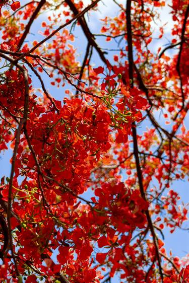 Print of Conceptual Botanic Photography by Sergio  Cerezer