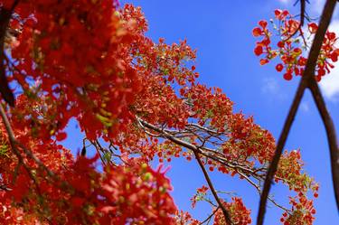 Print of Floral Photography by Sergio Cerezer