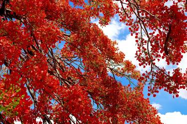 Print of Conceptual Tree Photography by Sergio Cerezer