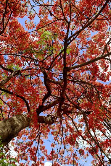 Print of Tree Photography by Sergio Cerezer