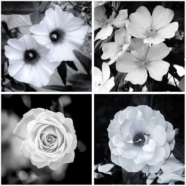 Original Garden Photography by Sergio Cerezer