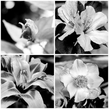 Original Conceptual Garden Photography by Sergio  Cerezer