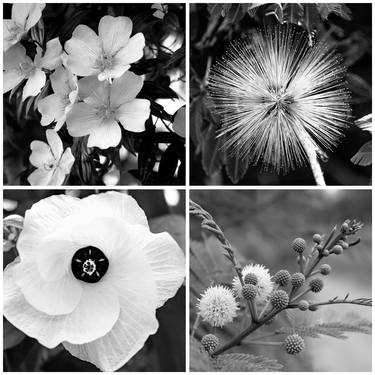 Original Conceptual Nature Photography by Sergio  Cerezer