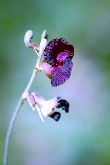 Original Abstract Expressionism Floral Photography by Sergio  Cerezer