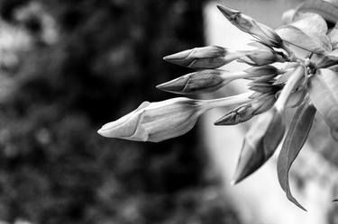 Print of Conceptual Botanic Photography by Sergio Cerezer