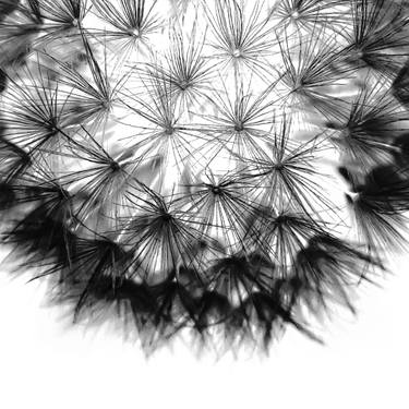 Original Conceptual Botanic Photography by Sergio  Cerezer