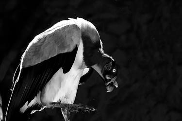 Forest Birds thumb