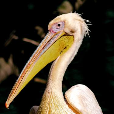 Original Conceptual Animal Photography by Sergio  Cerezer