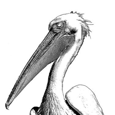 Original Conceptual Animal Photography by Sergio  Cerezer