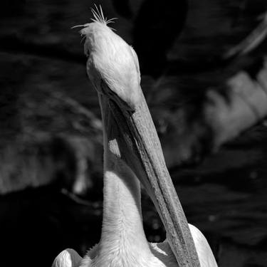 Water Birds thumb