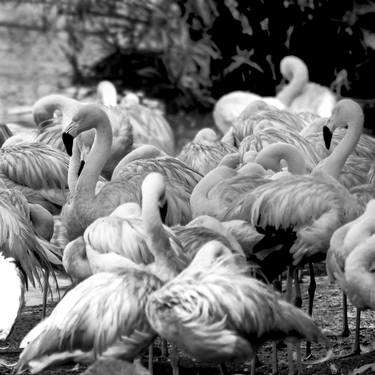 Print of Art Deco Nature Photography by Sergio Cerezer