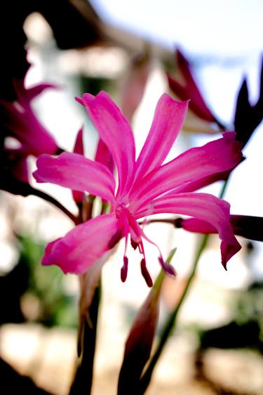 Print of Conceptual Botanic Photography by Sergio  Cerezer