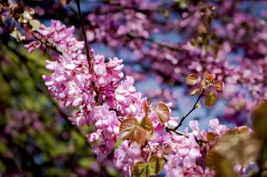 Original Conceptual Floral Photography by Sergio  Cerezer