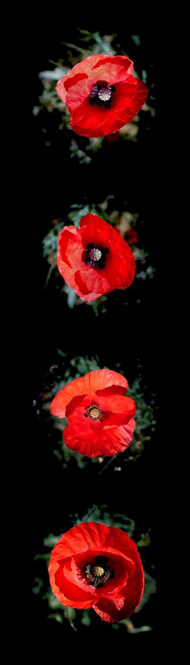 Original Floral Digital by Sergio Cerezer