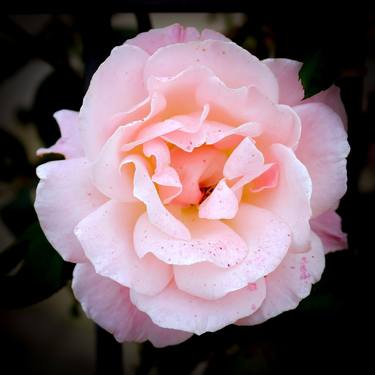 Original Conceptual Floral Photography by Sergio  Cerezer