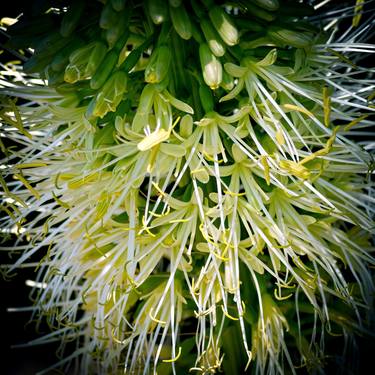 Print of Conceptual Floral Photography by Sergio Cerezer