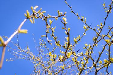 Original Conceptual Floral Photography by Sergio  Cerezer