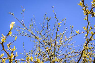 Print of Floral Photography by Sergio Cerezer