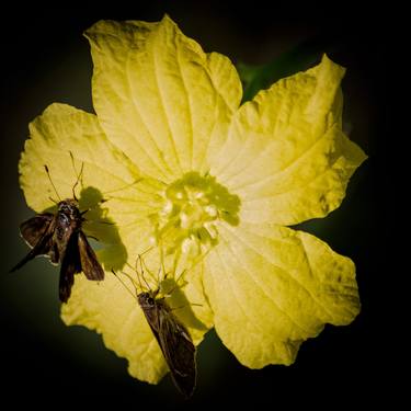 Print of Abstract Expressionism Floral Photography by Sergio Cerezer