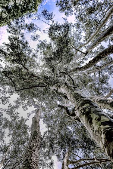 Print of Tree Photography by Sergio Cerezer