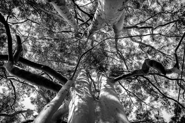 Original Conceptual Tree Photography by Sergio Cerezer