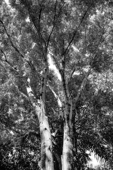 Original Conceptual Tree Photography by Sergio Cerezer